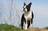 BOSTON TERRIER 342